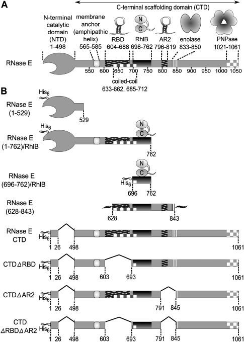 FIGURE 1.