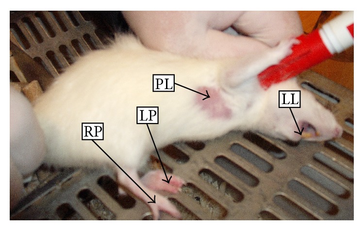 Figure 1