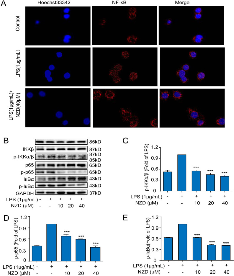 Fig. (6)