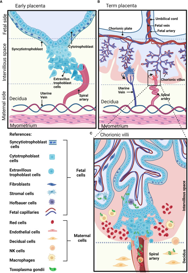 Figure 1