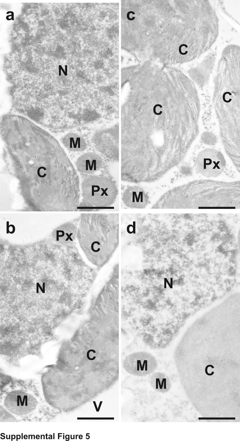 Fig. s5