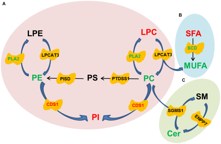 Figure 5