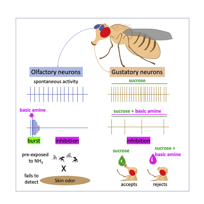 昆虫防除の新たな戦略を見出す研究(Studies identify new strategies for insect control)