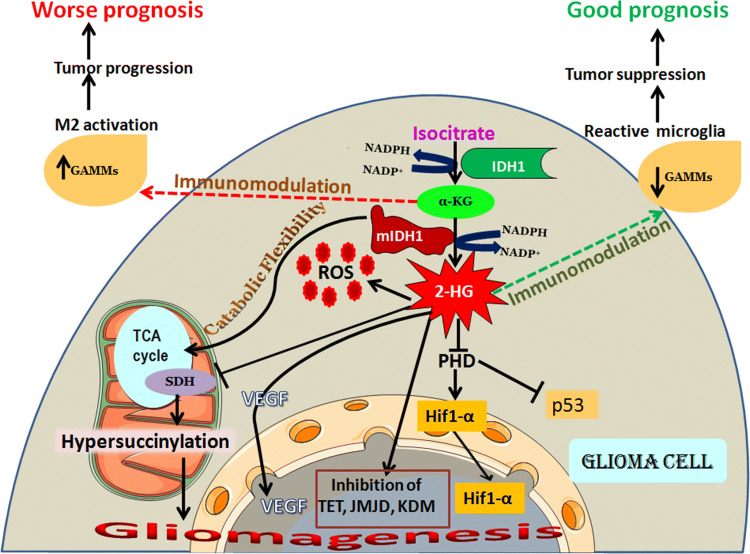 To Be Wild Or Mutant: Role Of Isocitrate Dehydrogenase 1 (idh1) And 2 