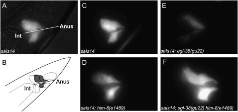 Figure 4.—