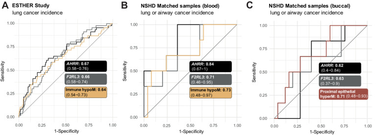 Figure 6. Prediction of lung cancer using immune hypoM in blood and proximal epithelial hyperM in buccal samples compared with previously described predictors. A, Comparison of the AUCs of AHRR (cg05575921), F2RL3 (cg03636183), and mean methylation at immune hypoM to identify any lung cancer cases within 17 years in 259 current smokers in the ESTHER study. B, Comparison of the AUCs of AHRR (cg05575921), F2RL3 (cg03636183), and mean methylation at immune hypoM (corrected for immune cell proportion) to identify any lung or airway cancer cases within 22 years in 31 blood samples (n = 6 cancer cases) of the validation set (same individuals as in C). C, Comparison of the AUCs of AHRR (cg05575921), F2RL3 (cg03636183), and mean methylation at proximal epithelial hyperM (corrected for immune cell proportion) to identify any lung or airway cancer cases within 22 years in 31 buccal samples (n = 6 cancer cases) of the validation set (same individuals as in B).