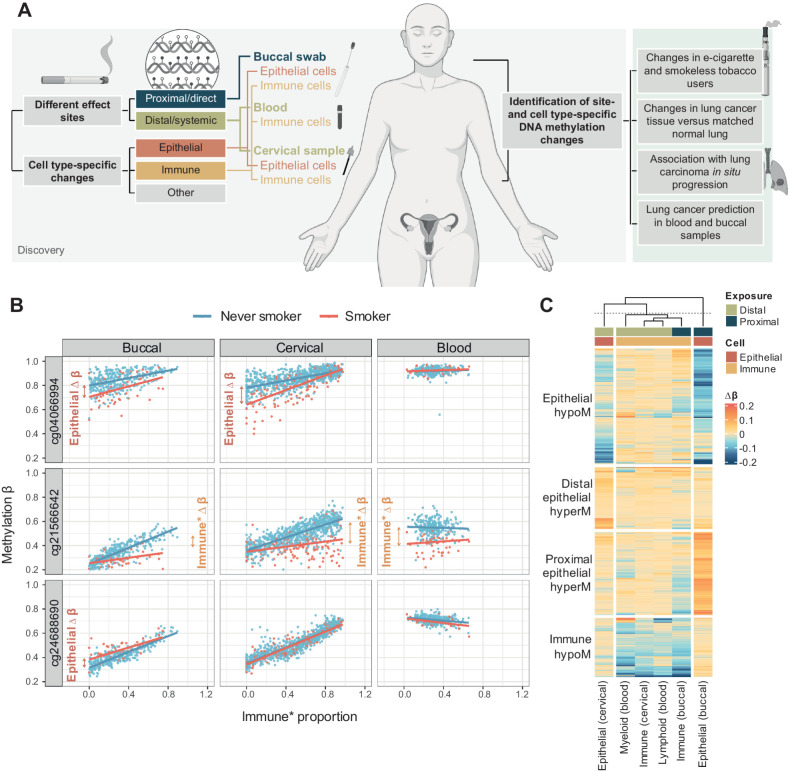 Figure 1. General overview of the study and identification of cell type–specific smoking-dependent epigenetic changes. A, Overview of the study. We aimed to identify cell- and tissue-specific epigenetic alterations and used a discovery set of buccal, cervical, and immune cells (all female). Findings were then validated in several independent sets to confirm the association with current and former smoking and explore association of cell-specific effects across smoking alternatives (e-cigarette use, moist tobacco use), lung cancer tissue and progression, and possibility to predict lung cancers in smokers using noninvasive samples. A detailed workflow of the analysis is shown in Supplementary Fig. S1. B, Scatterplots of methylation beta values in three CpGs located in the AHRR gene or intergenic region versus immune cell proportion (buccal and cervical samples) or lymphoid proportion (blood) indicate methylation differences may be derived from distinct cell types. C, Visualization of delta-beta values across four groups of CpGs identified in Supplementary Fig. S5A. A matrix of inferred delta-beta values across all tissues for all significant CpGs (i.e., significant in at least one tissue in the EWAS) was clustered using UMAP and the following clusters identified: epithelial hypomethylation (epithelial hypoM), immune hypomethylation (immune hypoM), distal epithelial hypermethylation (distal epithelial hyperM; effects in distal epithelium but not directly exposed epithelium), and proximal epithelial hypermethylation (proximal epithelial hypoM; effects in buccal/directly exposed samples only). (A, Created with BioRender.com.)