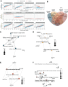 Figure 2. Combined methylation scores of CpGs in the four sets and annotation. A, Association of mean methylation β values in each of the sets described in Fig. 1C with immune cell proportion in buccal and cervical samples and lymphoid proportion in blood samples in the discovery set. B, Venn Diagram of genes associated with CpGs in each of the four smoking-associated sets of CpG indicates little overlap between involved genes. C–F, Gene ontology (C–E) and Reactome pathway enrichment (F) for the four sets of smoking-associated CpGs reveals different pathways.