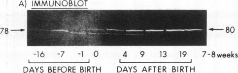 graphic file with name pnas00273-0246-a.jpg