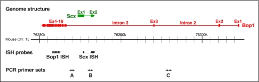 FIGURE 1.