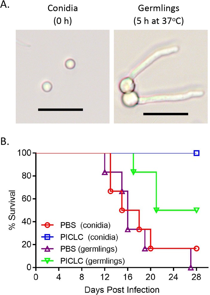 FIG 7 