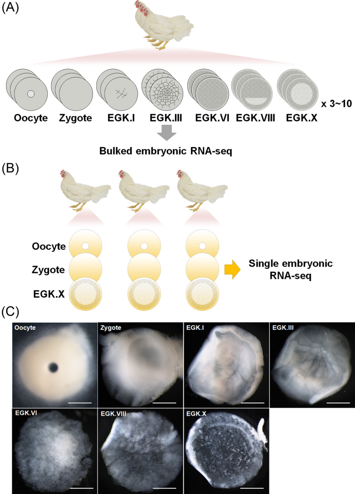 Figure 1: