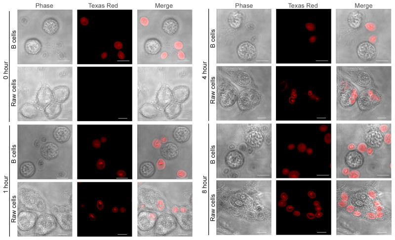 Figure 4