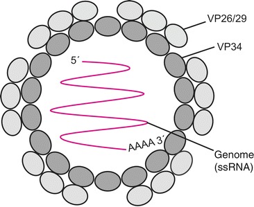 Fig. 14.5