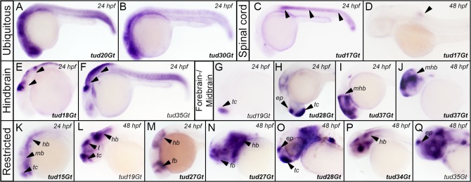 Fig 5