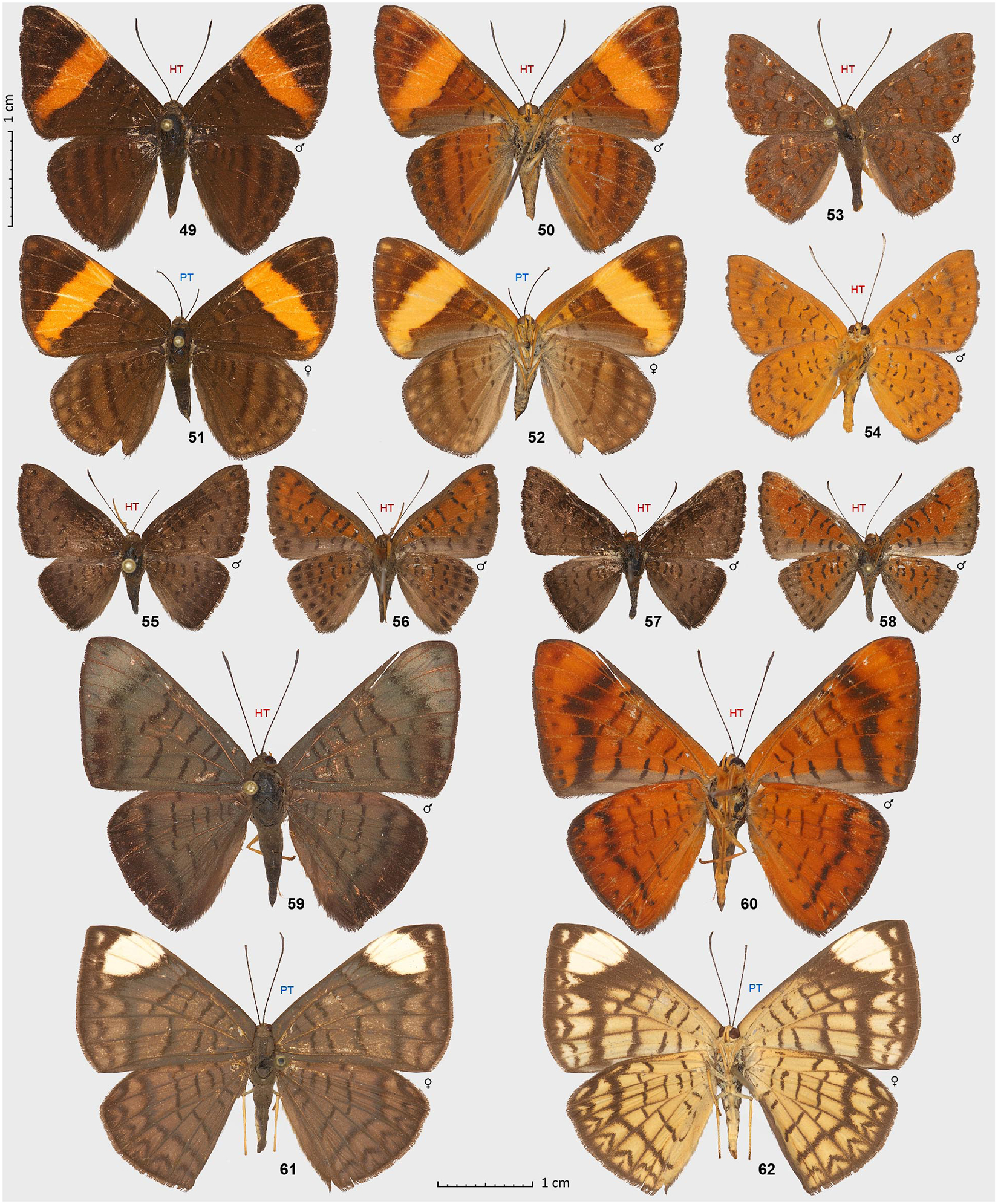 Figures 49–62.