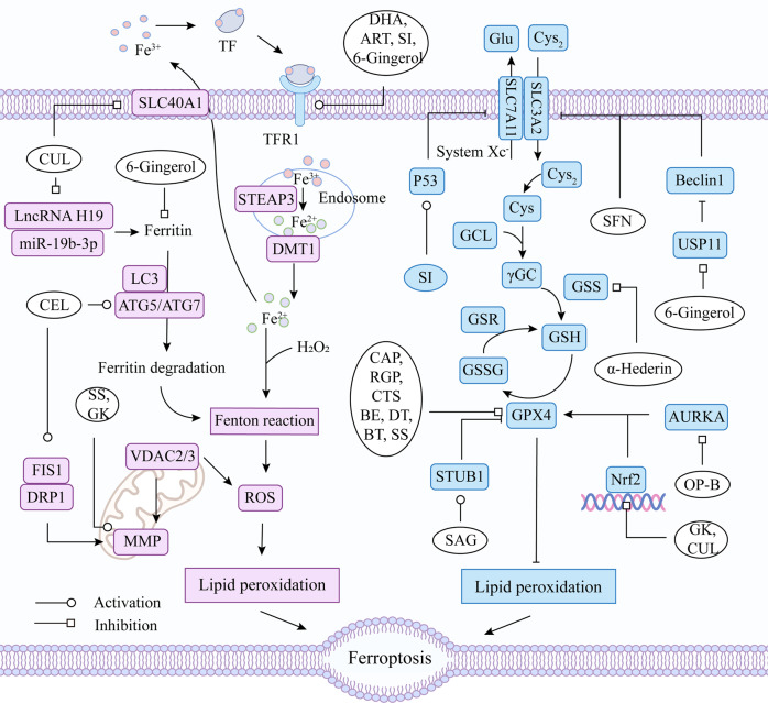 Fig. 6