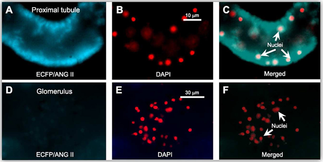 Figure 24