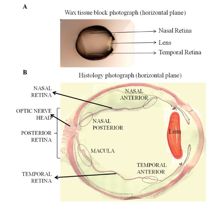 Appendix 1—figure 1.