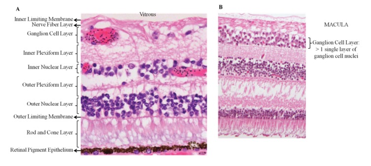 Appendix 1—figure 2.