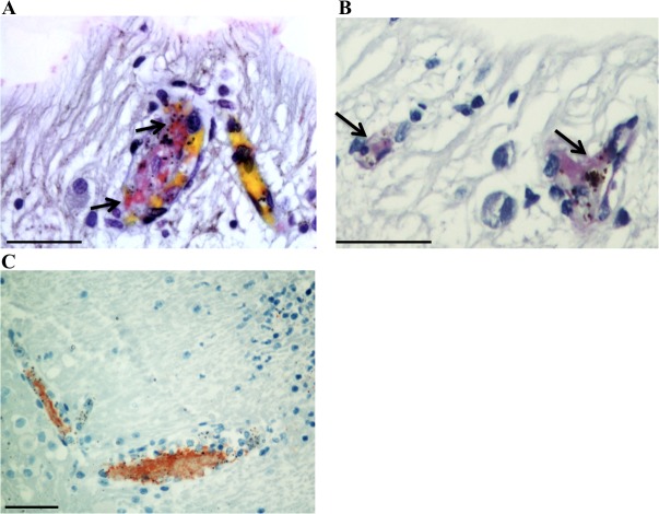 Figure 3—figure supplement 1.