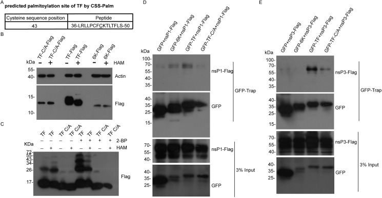 Fig. 4