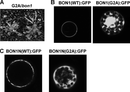 FIGURE 3.