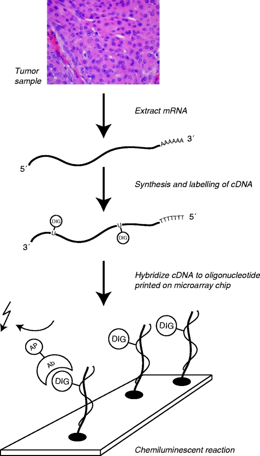 Fig. 1