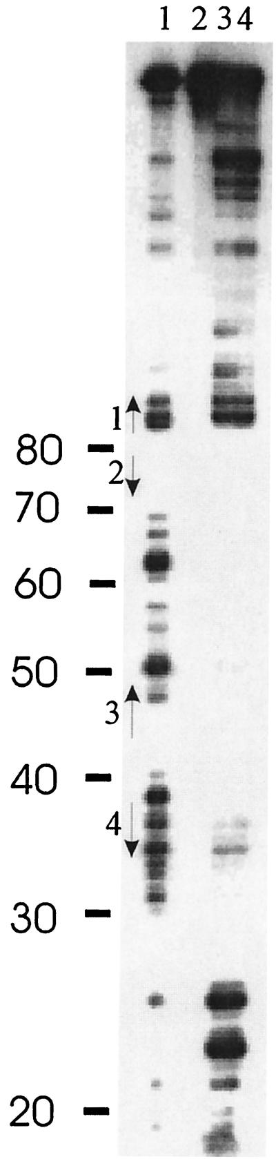 FIG. 6