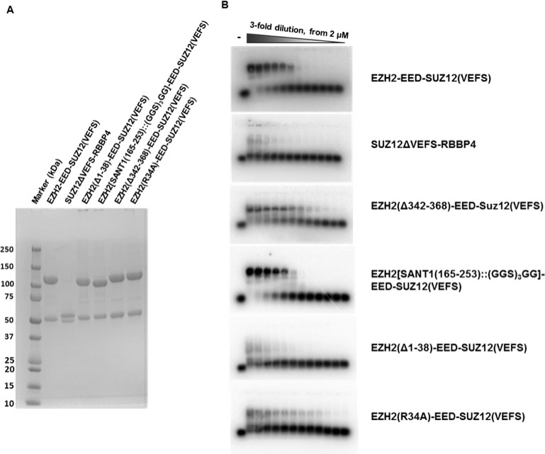 Figure 4—figure supplement 2.