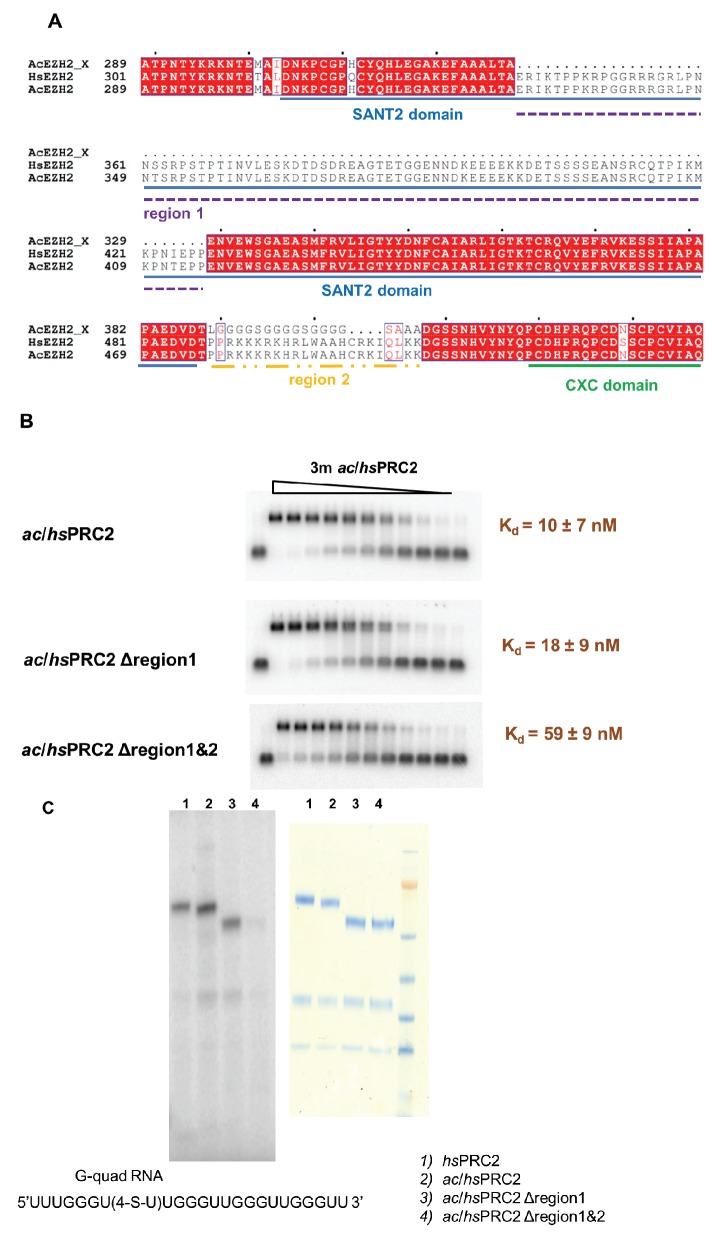 Figure 6—figure supplement 1.