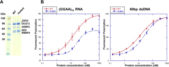 Figure 6—figure supplement 2.