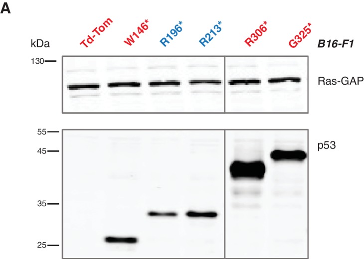 Figure 2—figure supplement 2.