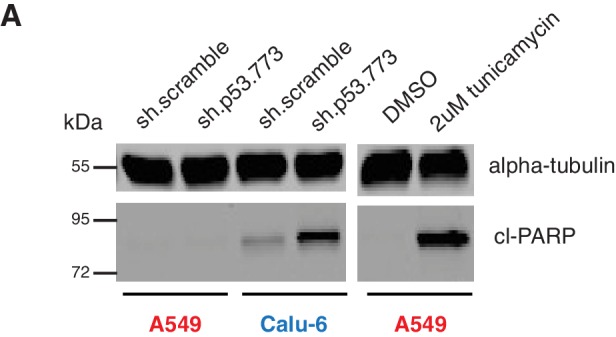 Figure 3—figure supplement 6.