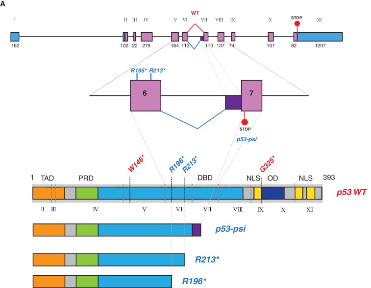 Figure 4—figure supplement 1.