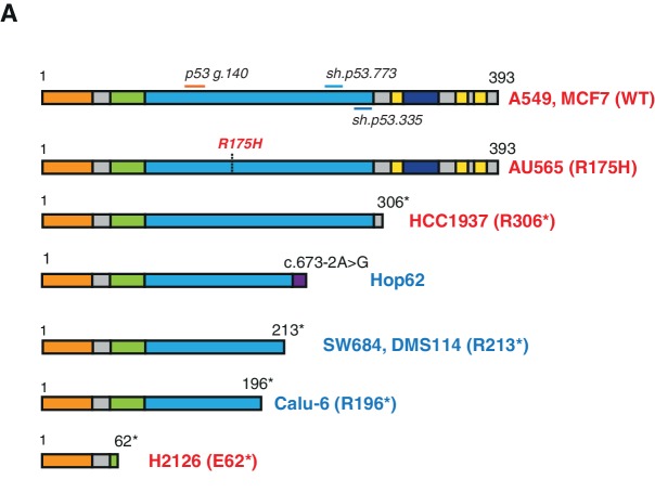 Figure 3—figure supplement 2.