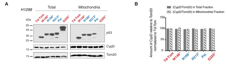 Figure 4—figure supplement 2.