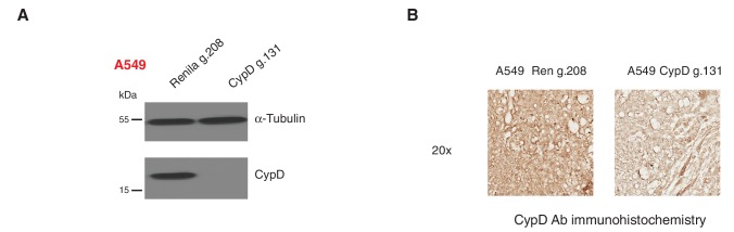 Figure 5—figure supplement 2.