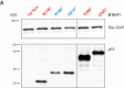 Figure 2—figure supplement 2.