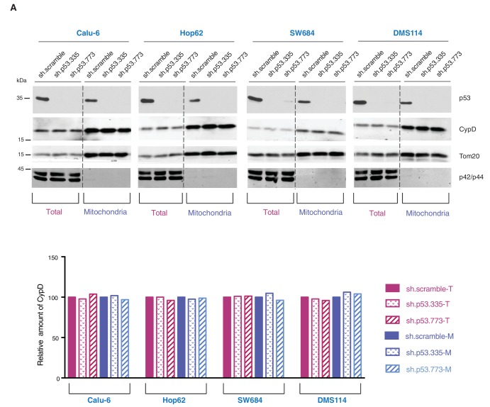 Figure 4—figure supplement 6.