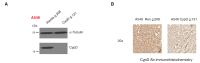 Figure 5—figure supplement 2.
