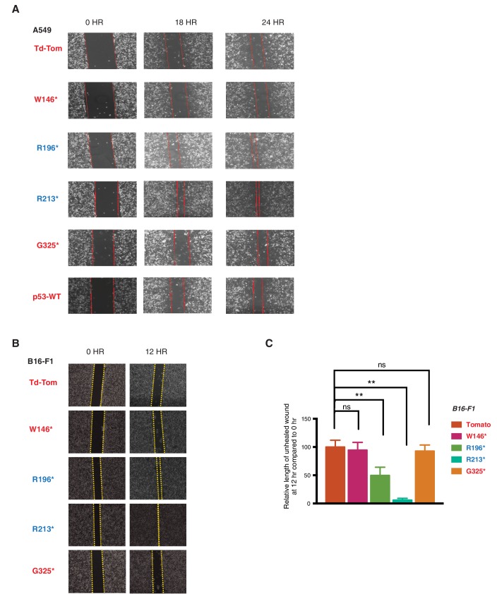 Figure 2—figure supplement 1.