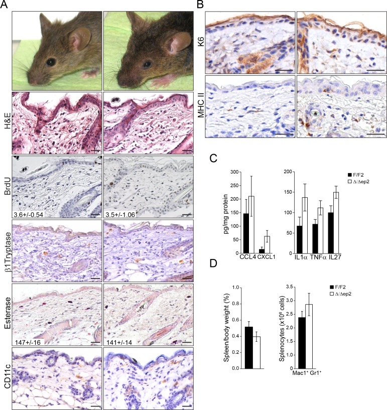 Figure 3—figure supplement 1.