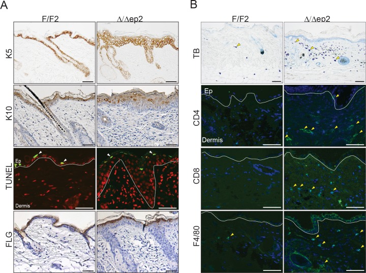 Figure 1—figure supplement 1.