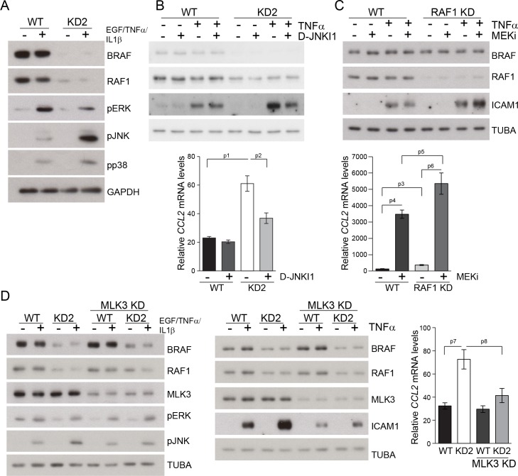 Figure 9—figure supplement 1.