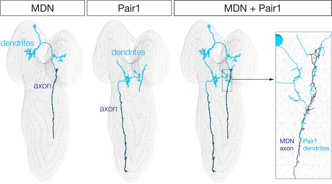 Figure 1—figure supplement 1.