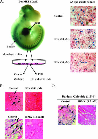 FIG. 11.