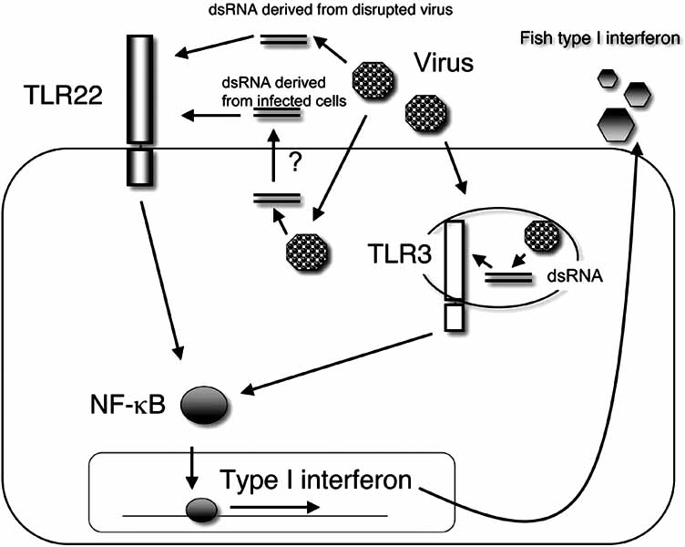 Fig. (1). Two double-strand RNA recognition pathways in teleosts