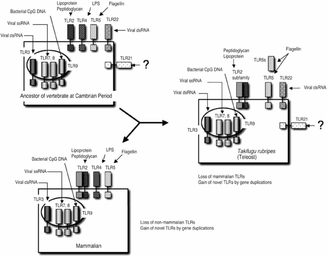 Fig. (2). Evolution of the vertebrate TLR family