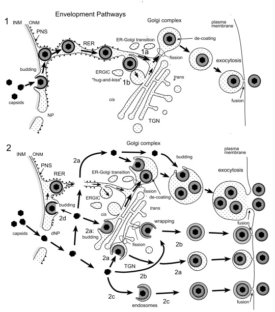 Figure 11. 